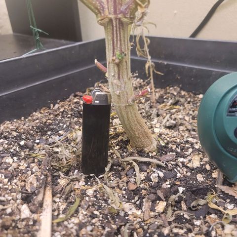 Power Plant 1 growlog timeline photo