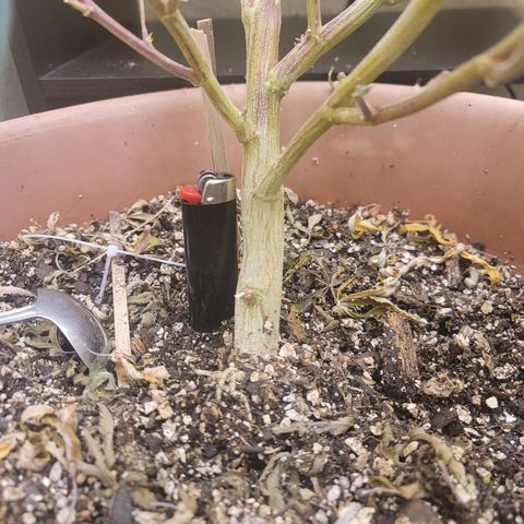 Plural Peach 1 growlog timeline photo