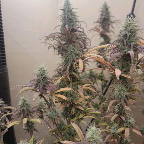 Power Plant 1 growlog timeline photo