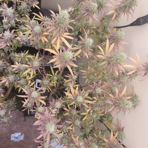 Power Plant 1 growlog timeline photo