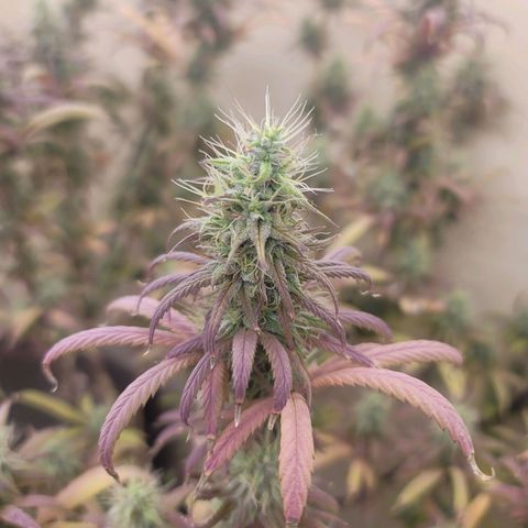 Power Plant 1 growlog timeline photo