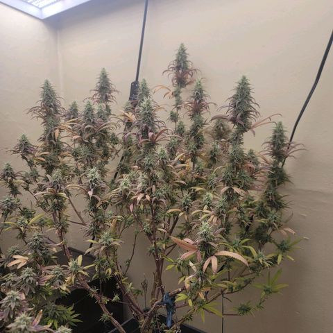 Power Plant 1 growlog timeline photo