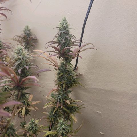 Power Plant 1 growlog timeline photo
