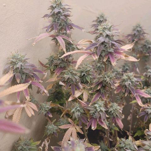 Plural Peach 1 growlog timeline photo