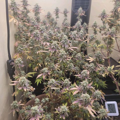 Plural Peach 1 growlog timeline photo