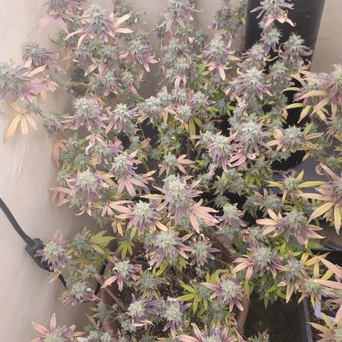 Plural Peach 1 growlog timeline photo