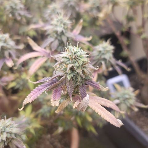 Plural Peach 1 growlog timeline photo