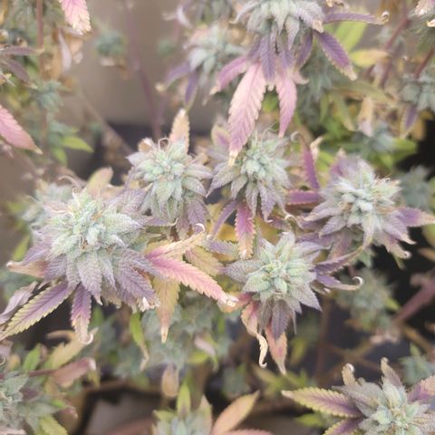 Plural Peach 1 growlog timeline photo