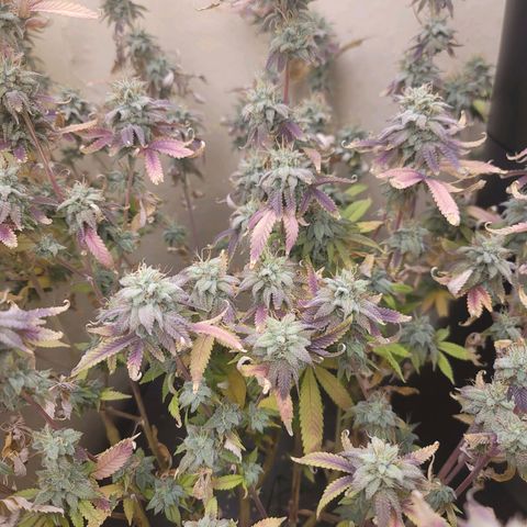 Plural Peach 1 growlog timeline photo