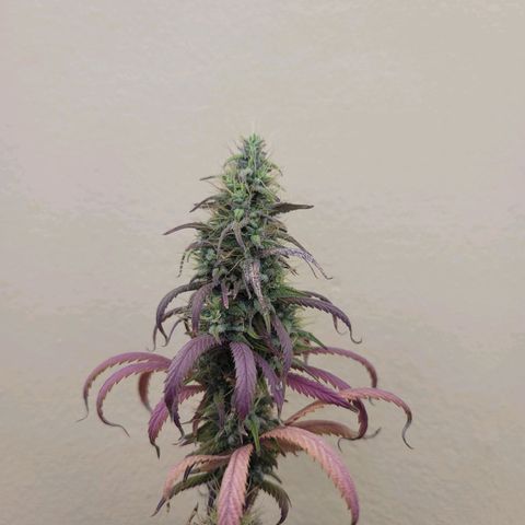 Power Plant 1 growlog timeline photo
