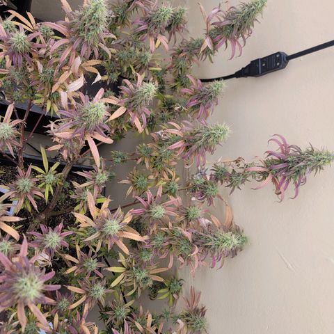Power Plant 1 growlog timeline photo