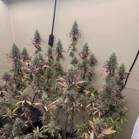 Power Plant 1 growlog timeline photo