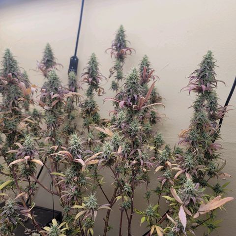 Power Plant 1 growlog timeline photo