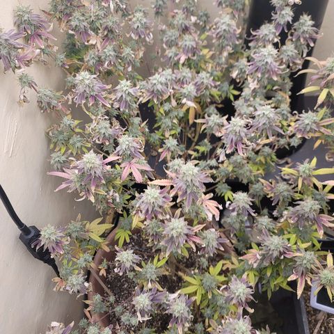 Plural Peach 1 growlog timeline photo