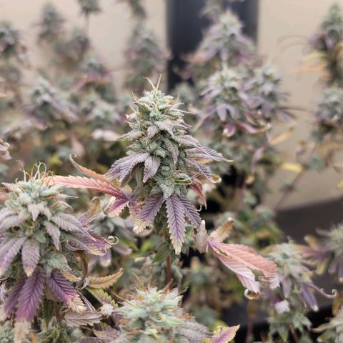 Plural Peach 1 growlog timeline photo