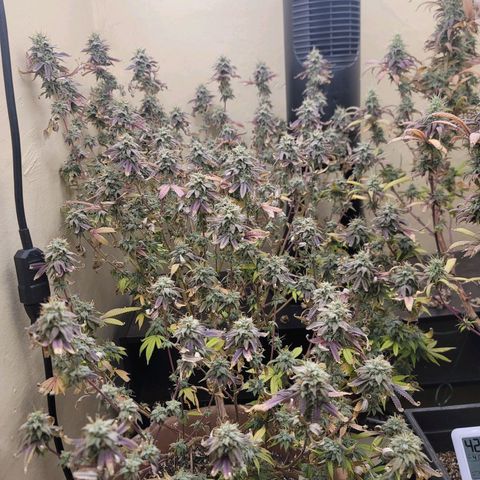 Plural Peach 1 growlog timeline photo