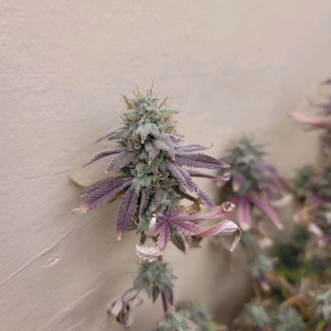 Plural Peach 1 growlog timeline photo