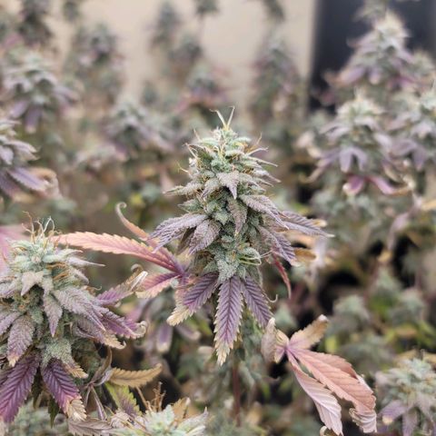 Plural Peach 1 growlog timeline photo