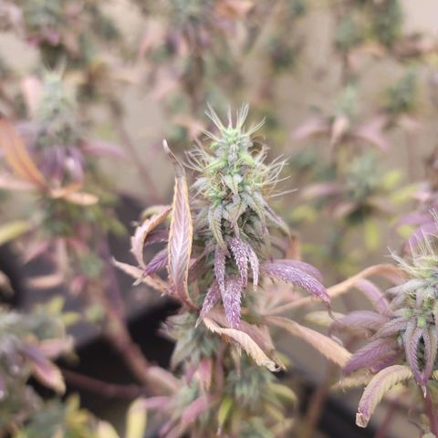 Power Plant 1 growlog timeline photo