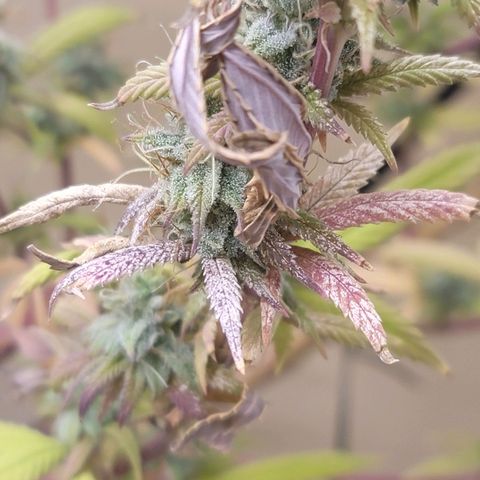 Power Plant 1 growlog timeline photo