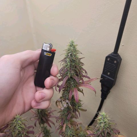 Power Plant 1 growlog timeline photo