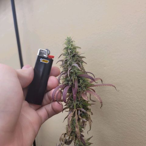 Power Plant 1 growlog timeline photo