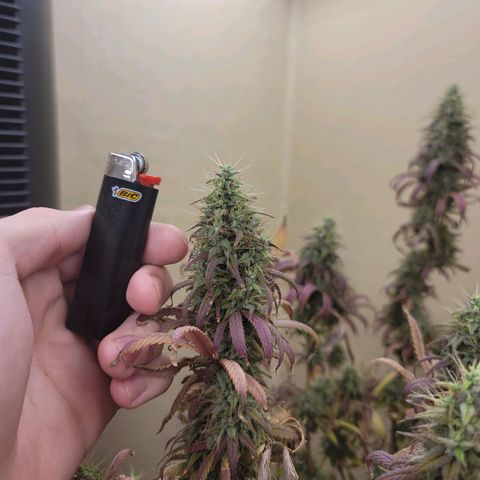 Power Plant 1 growlog timeline photo