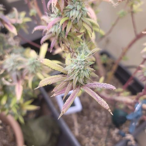Power Plant 1 growlog timeline photo