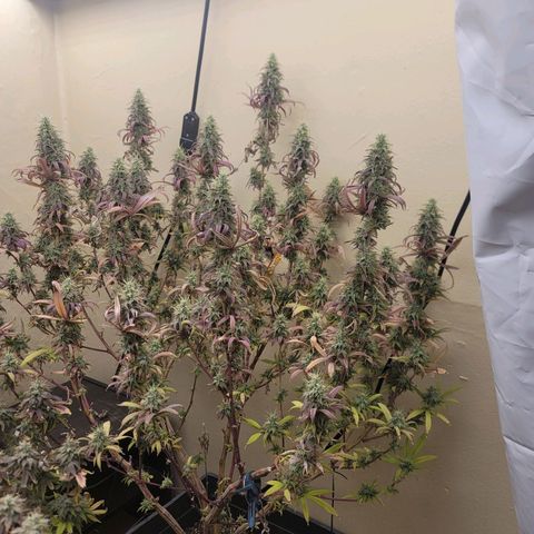 Power Plant 1 growlog timeline photo