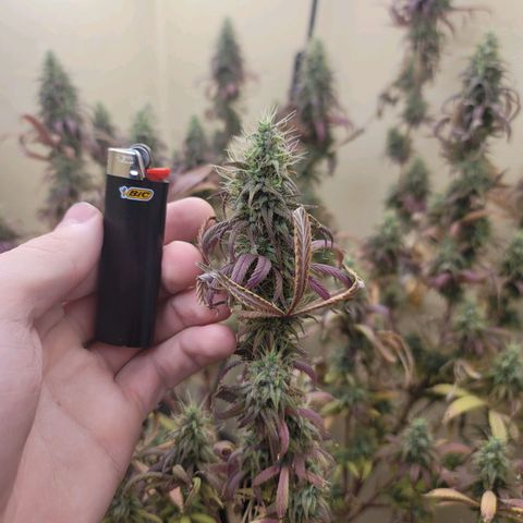 Power Plant 1 growlog timeline photo
