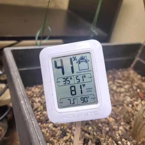 Plural Peach 1 growlog timeline photo