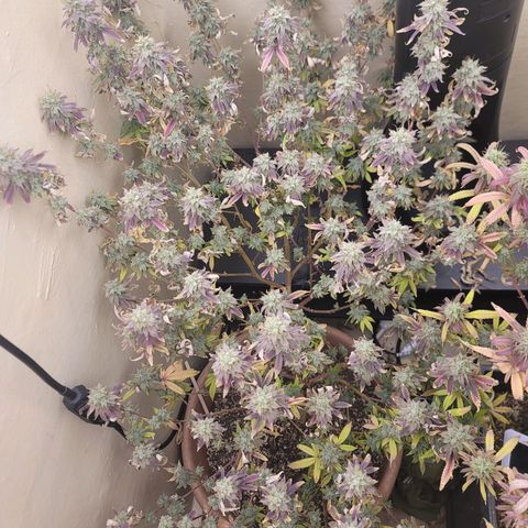 Plural Peach 1 growlog timeline photo
