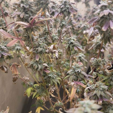 Plural Peach 1 growlog timeline photo