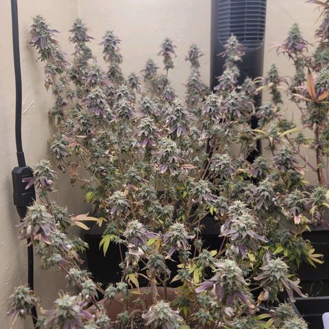 Plural Peach 1 growlog timeline photo