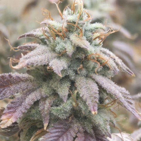 Plural Peach 1 growlog timeline photo