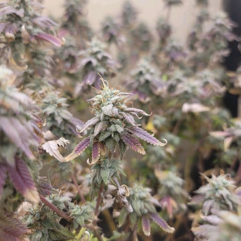 Plural Peach 1 growlog timeline photo