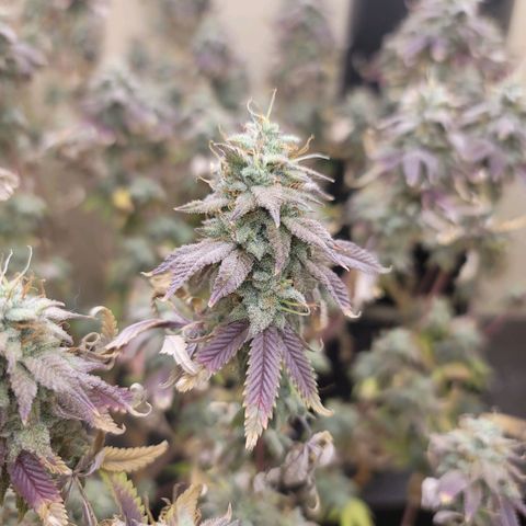 Plural Peach 1 growlog timeline photo