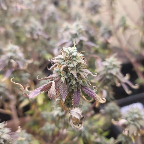 Plural Peach 1 growlog timeline photo