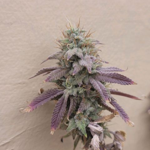 Plural Peach 1 growlog timeline photo