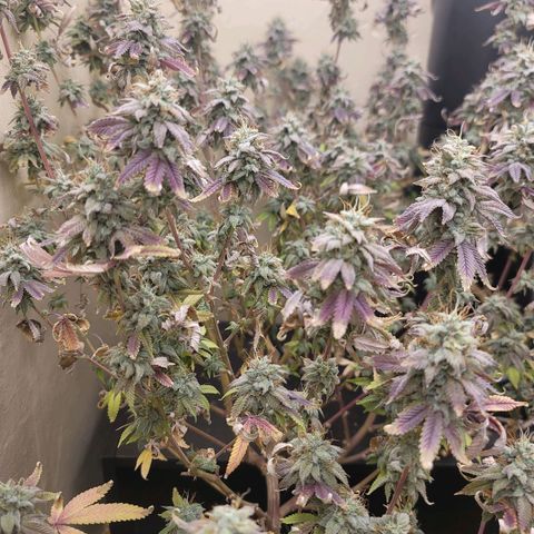 Plural Peach 1 growlog timeline photo
