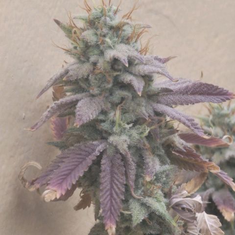 Plural Peach 1 growlog timeline photo