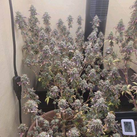 Plural Peach 1 growlog timeline photo