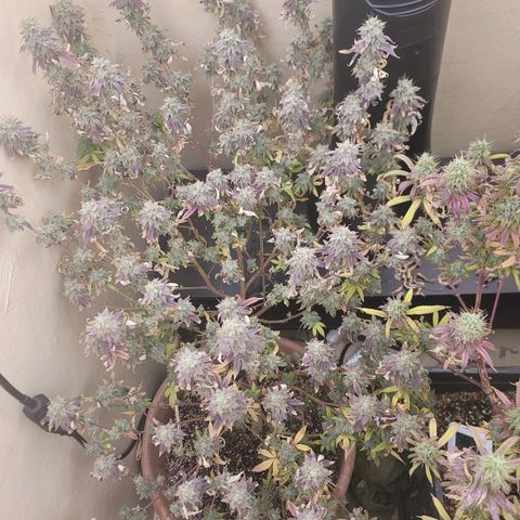 Plural Peach 1 growlog timeline photo