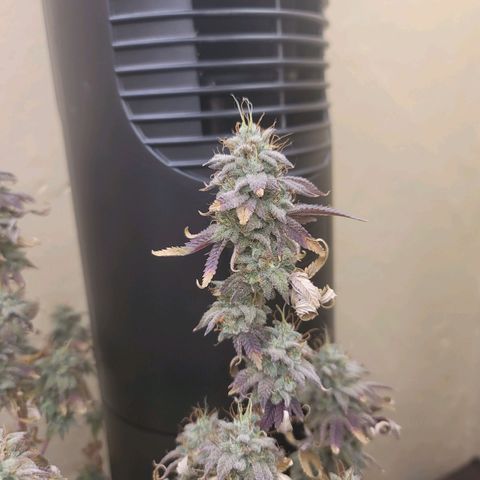Plural Peach 1 growlog timeline photo