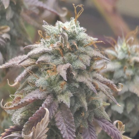 Plural Peach 1 growlog timeline photo