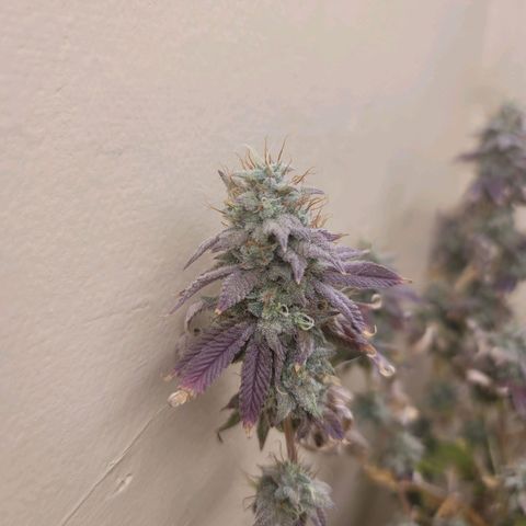Plural Peach 1 growlog timeline photo