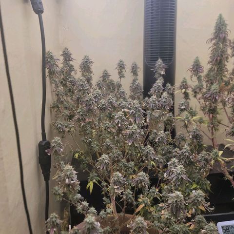 Plural Peach 1 growlog timeline photo