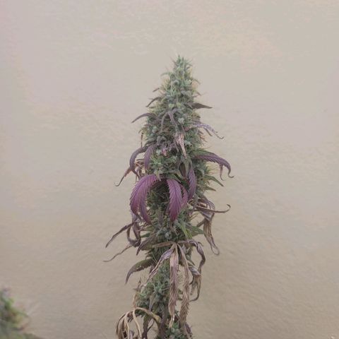 Power Plant 1 growlog timeline photo