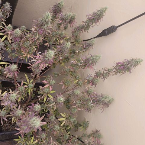Power Plant 1 growlog timeline photo
