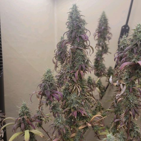 Power Plant 1 growlog timeline photo